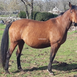 Jument poulinière dressage Jument poulinière dressage