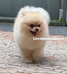 Spitz nain pomeranian mini saillie