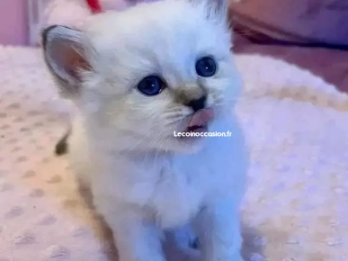 chaton de Birmanie chaton de Birmanie