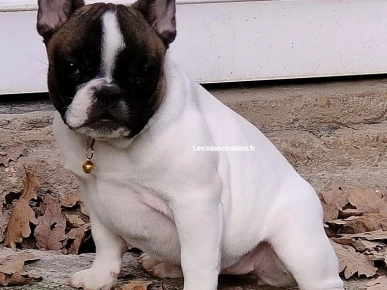 Bouledogue francais