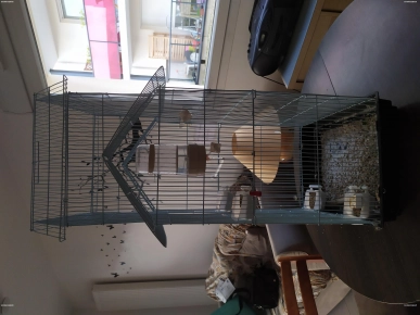 cage oiseau avec canari