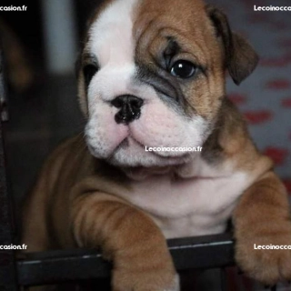Chiots bulldog anglais LOF Chiots bulldog anglais LOF