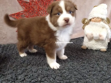 Jolie Chiot Berger Australien Jolie Chiot Berger Australien