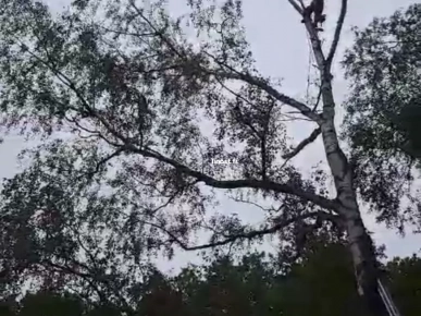 Élagage paysagiste Élagage paysagiste