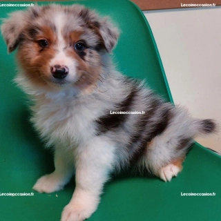 Chiots berger australien Chiots berger australien