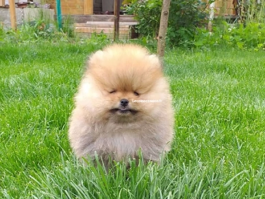 Chiots spitz Chiots spitz