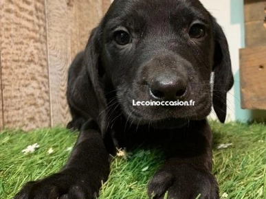 Chiots labrador