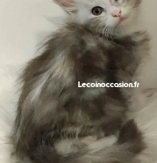 Chatons maine coon LOOF