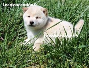 Donne ce nounours chiot shiba inu Donne ce nounours chiot shiba inu