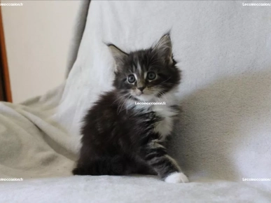 Adorable Chaton Maine Coon Femelle A Donner Adorable Chaton Maine Coon Femelle A Donner