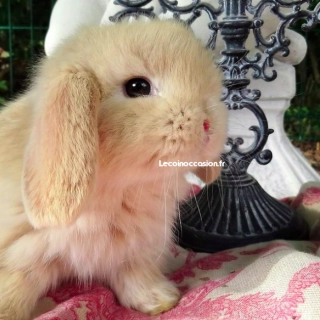 Bébés Mini Lop et Holland Lop Bébés Mini Lop et Holland Lop