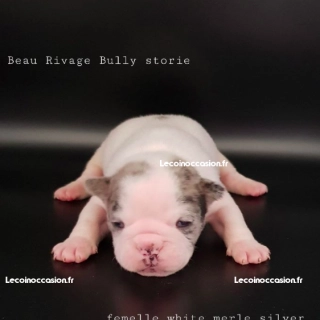 Magnifiques chiots American Bully merle