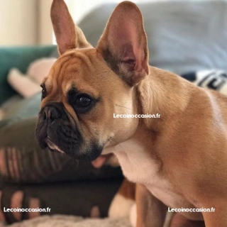 Bouledogue Français fauve LOF pour saillie Bouledogue Français fauve LOF pour saillie