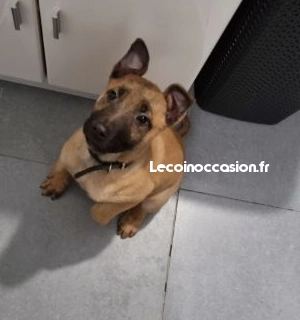 Chiot à vendre Chiot à vendre