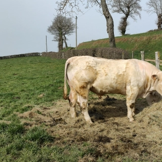 Vends taureau Charollais Vends taureau Charollais