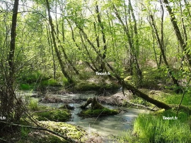 BALLADES EN BORD DE SAONE