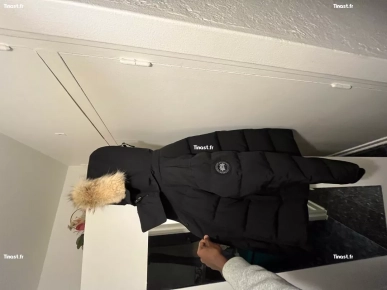 Canada goose Canada goose