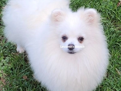 Spitz pomeranian