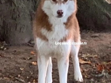 Husky sibérien Husky sibérien