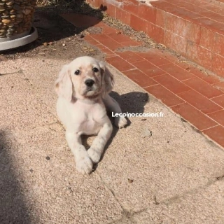 Setter anglais Setter anglais