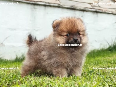 chiots spitz nain disponible chiots spitz nain disponible