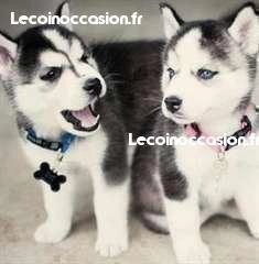 Donne ses magnifiques chiots husky contre soins Donne ses magnifiques chiots husky contre soins