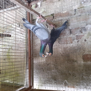 Pigeons Carrier Pigeons Carrier