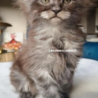 Maine coon LOOF Maine coon LOOF