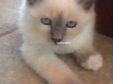 chaton sacré de Birmanie LOOF chaton sacré de Birmanie LOOF