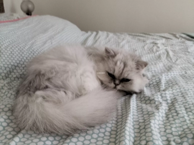 Donné chat persan chinchilla silver Donné chat persan chinchilla silver