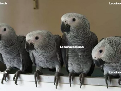 Perroquet Sèxé bague EAM Perroquet Sèxé bague EAM