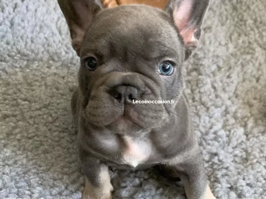 bouledogues français bouledogues français