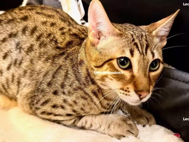 Chat savannah - avec papiers TICA Chat savannah - avec papiers TICA