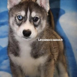 A resever 2 chiots mâles husky lof parents testes A resever 2 chiots mâles husky lof parents testes