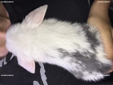 LAPIN Bélier MINILOP