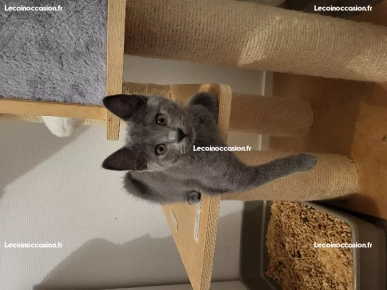 sublimes chatons chartreux  disponibles sublimes chatons chartreux  disponibles