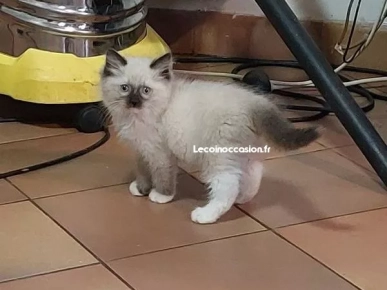 Chatons pour adoption Chatons pour adoption