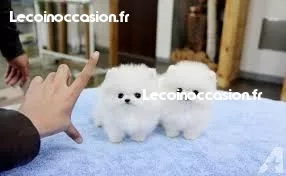De beaux chiots poméraniens pour votre maison De beaux chiots poméraniens pour votre maison