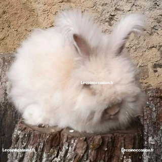 2 femelles lapines angora anglais de 4 mois 2 femelles lapines angora anglais de 4 mois