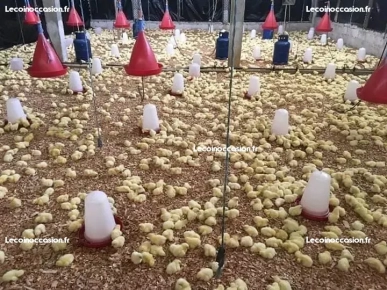 Vente de coq Vente de coq