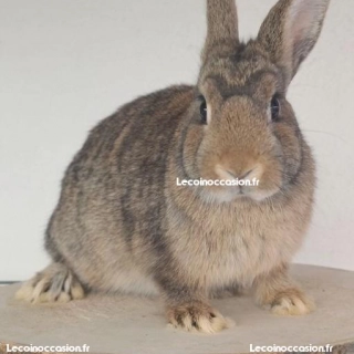 Bébé lapin nain femelle Bébé lapin nain femelle