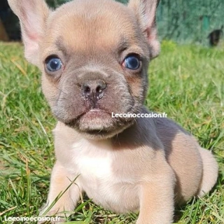 Bouledogue français bleu fawn