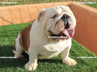 Saillie bulldog anglais 300 Saillie bulldog anglais 300
