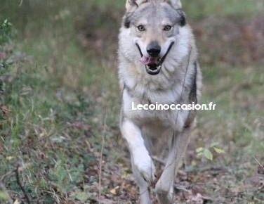 Saillie chien loup tchecoslovaque