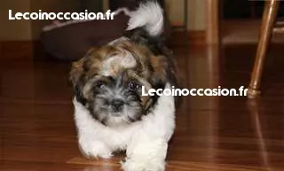 Très beau chiot shih tzu Très beau chiot shih tzu