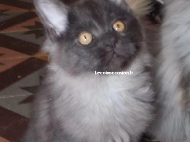 Chatons Maine Coon Chatons Maine Coon