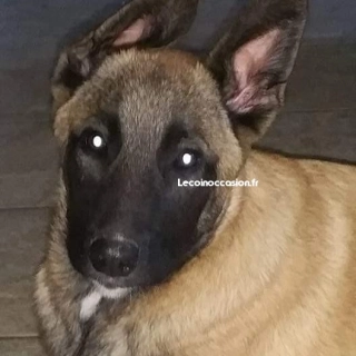 1 chiot male malinois 5 mois lof 1 chiot male malinois 5 mois lof
