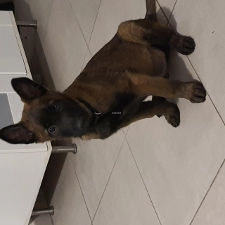 Chiot malinois Chiot malinois