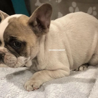 4 Bouledogues Français inscrits au L.O.F 4 Bouledogues Français inscrits au L.O.F