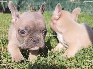 Bouledogue français bleu fawn